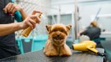 PetShow - Serviço Banho e Tosa