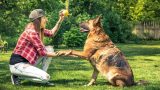 PetShow - Serviço Creche para Pet