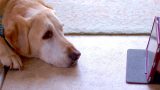 PetShow - Serviço Hotel para Pet