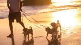 PetShow - Serviço Passeio com cão